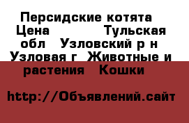 Персидские котята › Цена ­ 2 500 - Тульская обл., Узловский р-н, Узловая г. Животные и растения » Кошки   